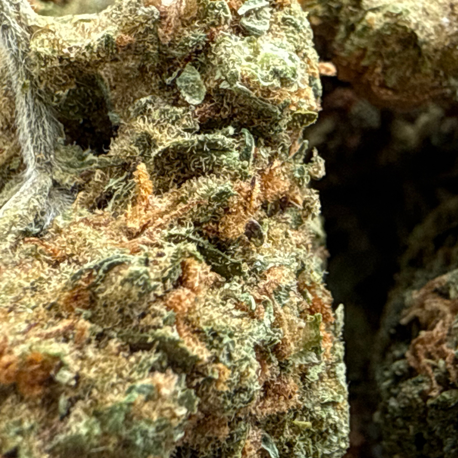 Sour Diesel Greenhouse Exotic