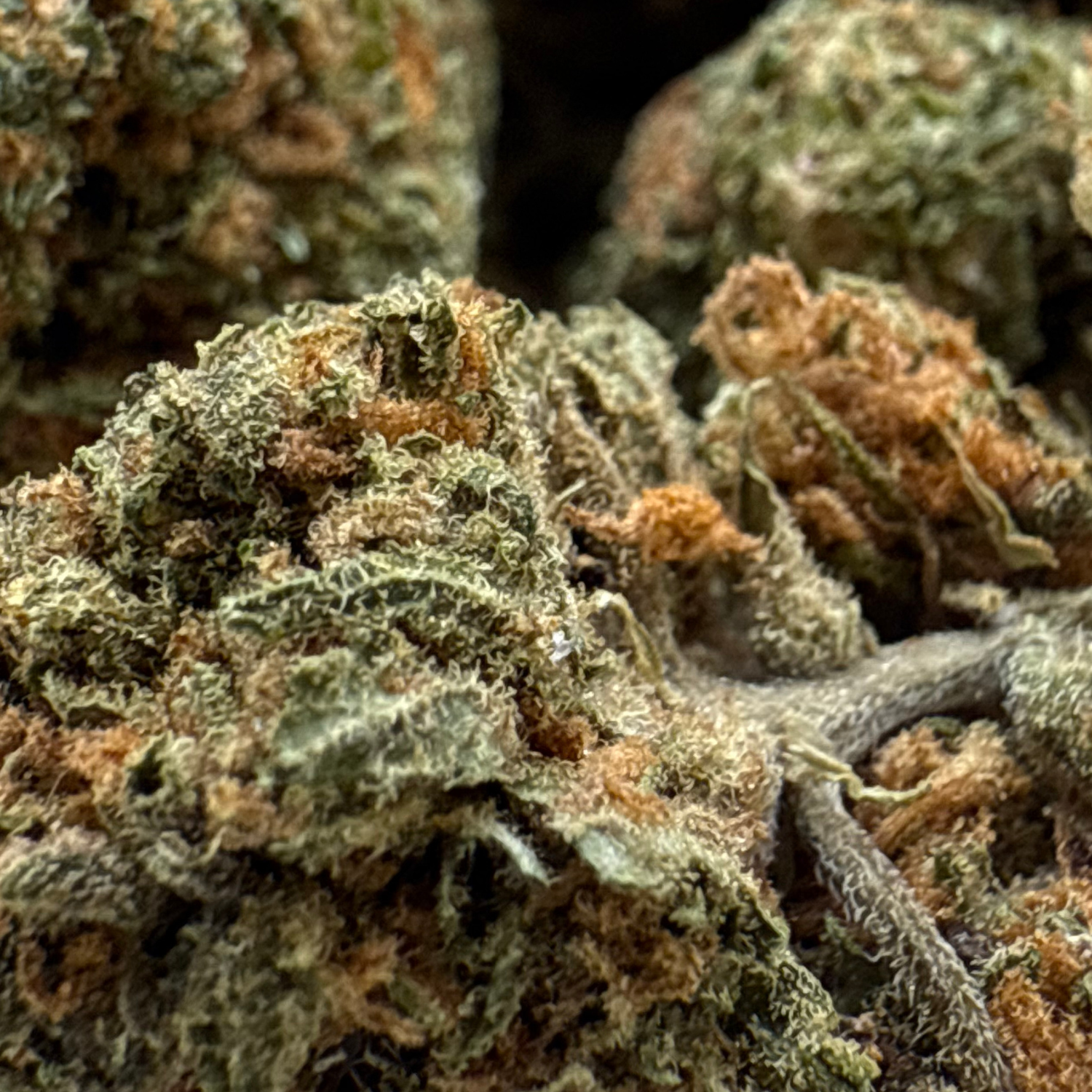 Sour Diesel Greenhouse Exotic