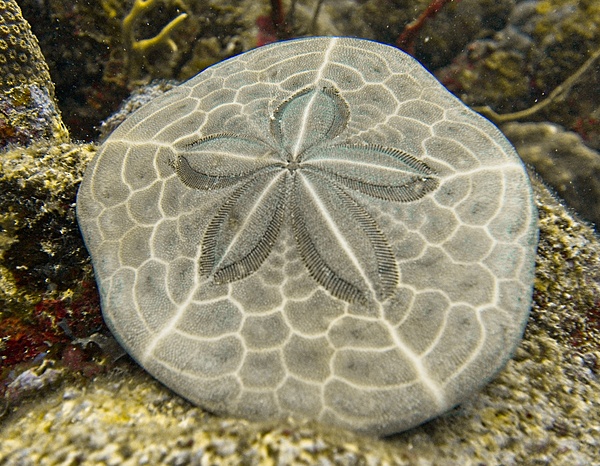Sea Biscuit Caribbean L