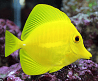 Yellow Tang