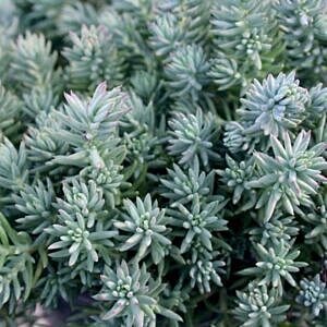 BLUE SPRUCE STONECROP (SEDUM RUPESTRE ‘BLUE SPRUCE’)