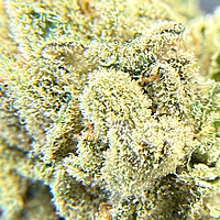 San Francisco Valley OG Hydroponics
