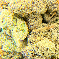 San Francisco Valley OG Hydroponics