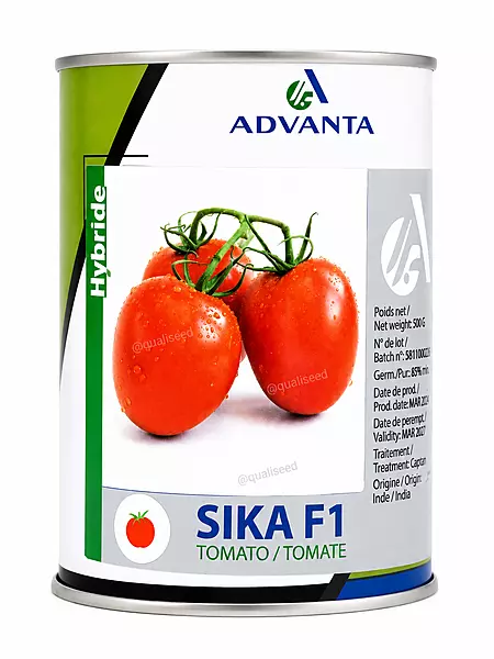 TOMATO SIKA F1