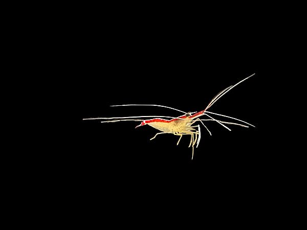 Skunk Cleaner Shrimp L
