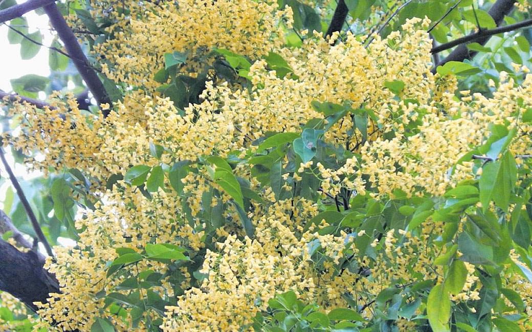 Vengai Maram | Pterocarpus marsupium (வேங்கை மரம்)