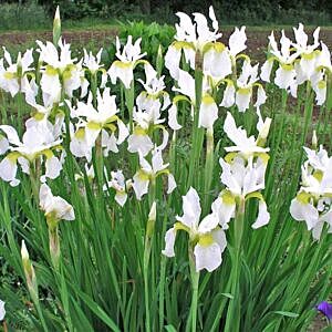 SNOW QUEEN SIBERIAN IRIS (IRIS SIBIRICA 'SNOW QUEEN')