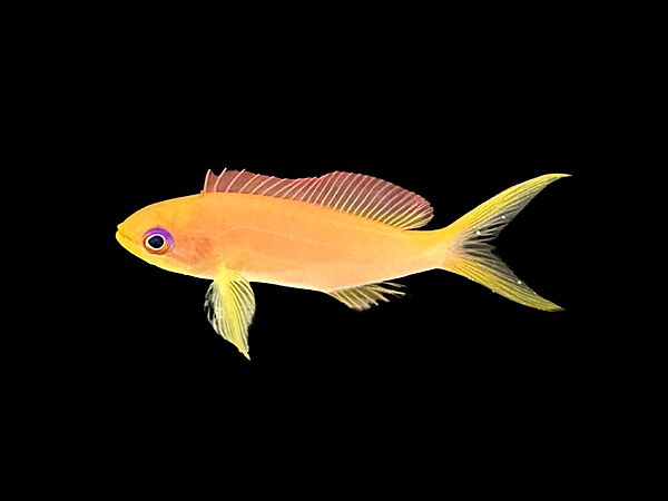 Squamipinnis Anthias Female S