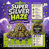 Dr. Nugget Super Silver Haze THC Flor