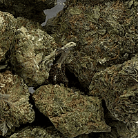 Super Silver Haze Greenhouse Exotic