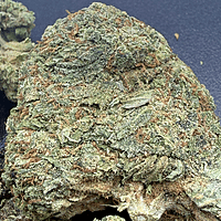 Super Silver Haze Greenhouse Exotic