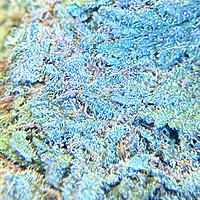 Super Silver Haze Greenhouse Exotic