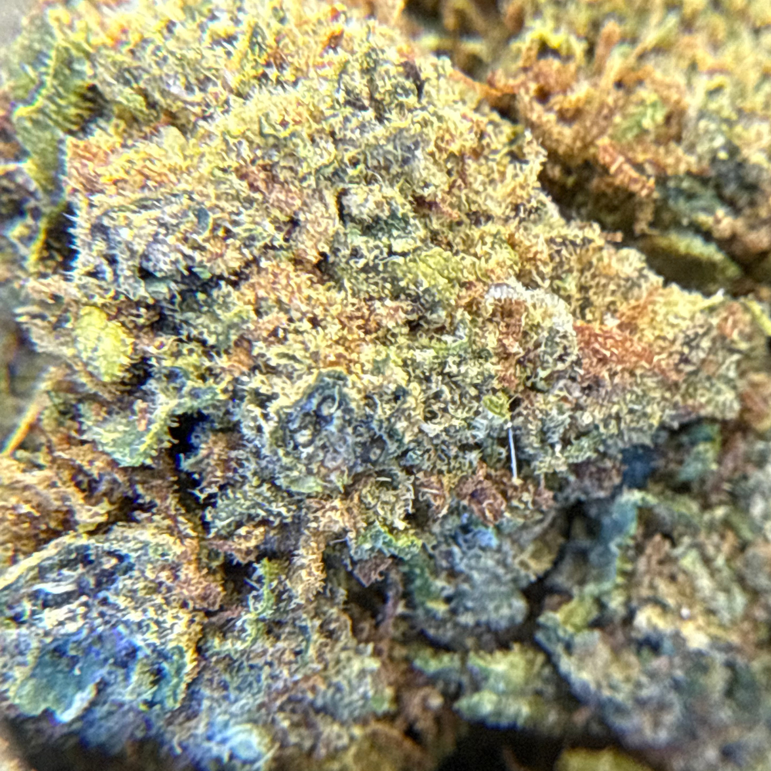 Super Skunk Greenhouse Exotic