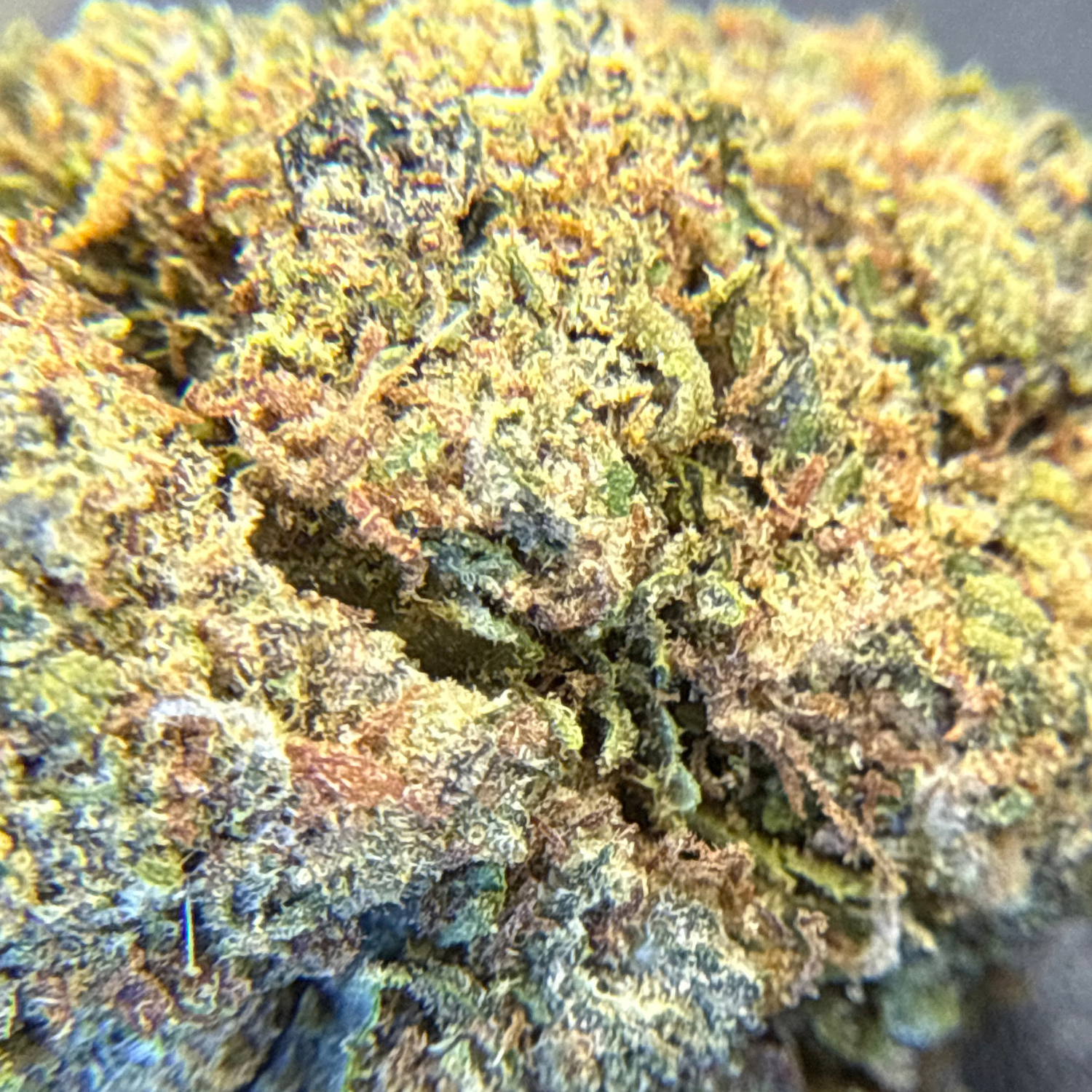 Super Skunk Greenhouse Exotic