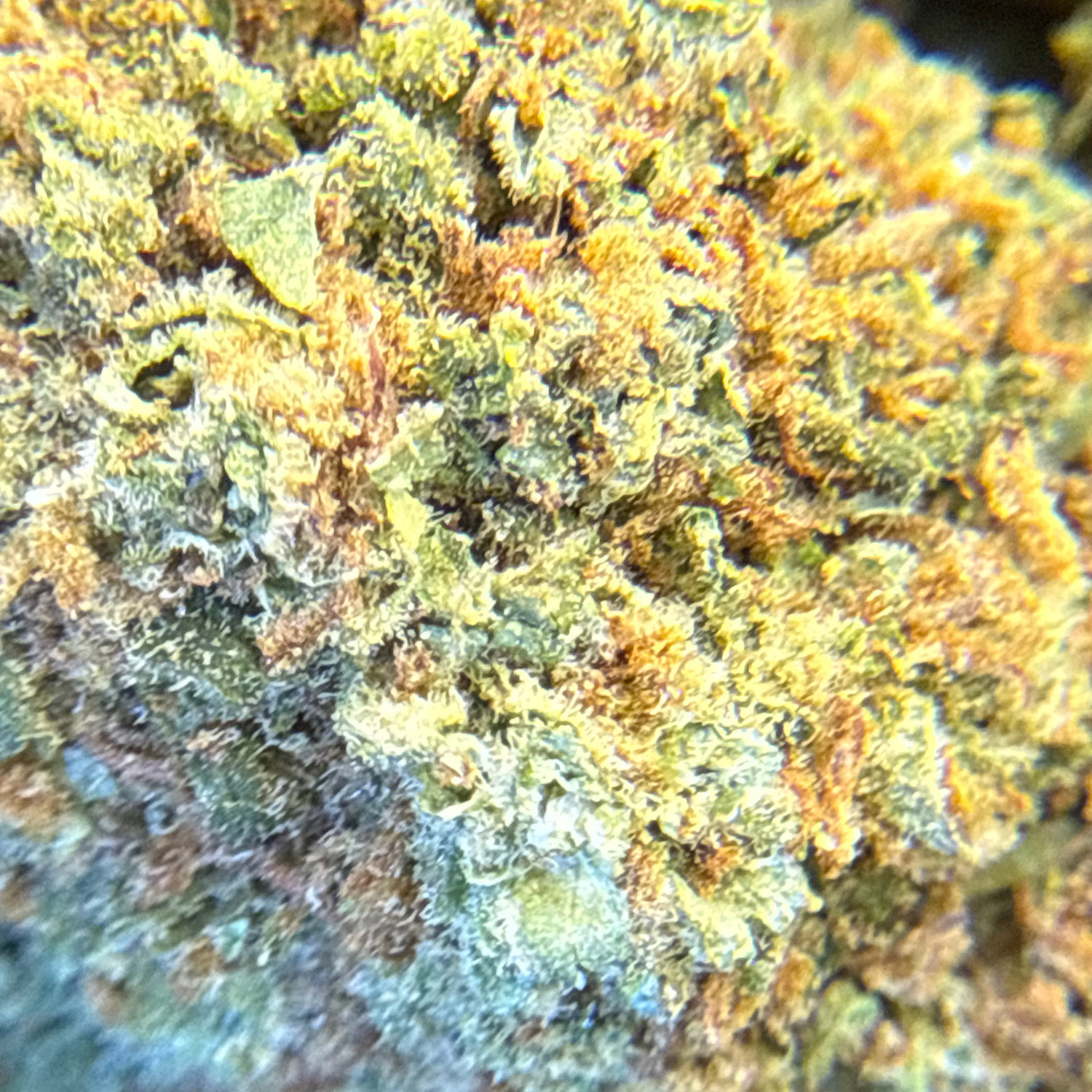 Super Skunk Greenhouse Exotic