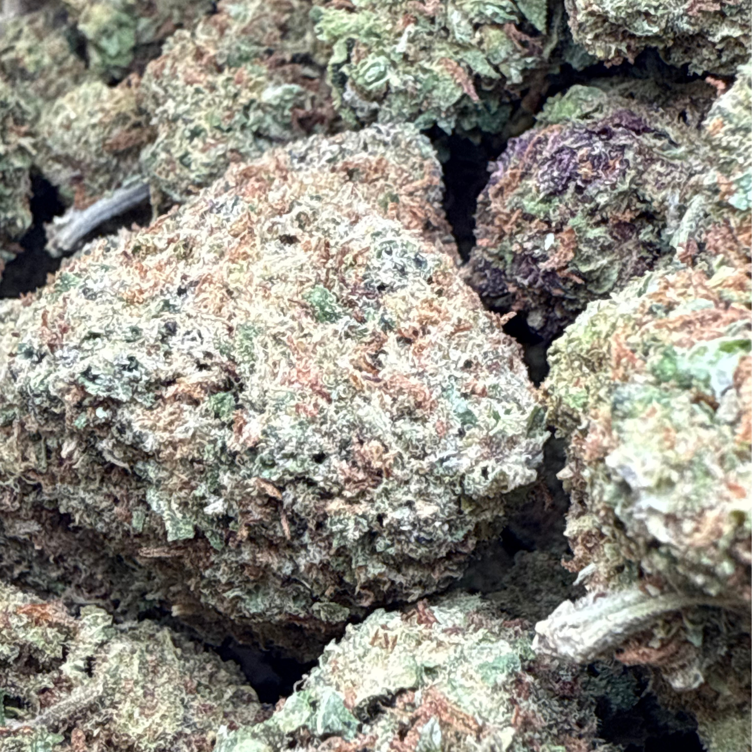 Super Skunk Greenhouse Exotic