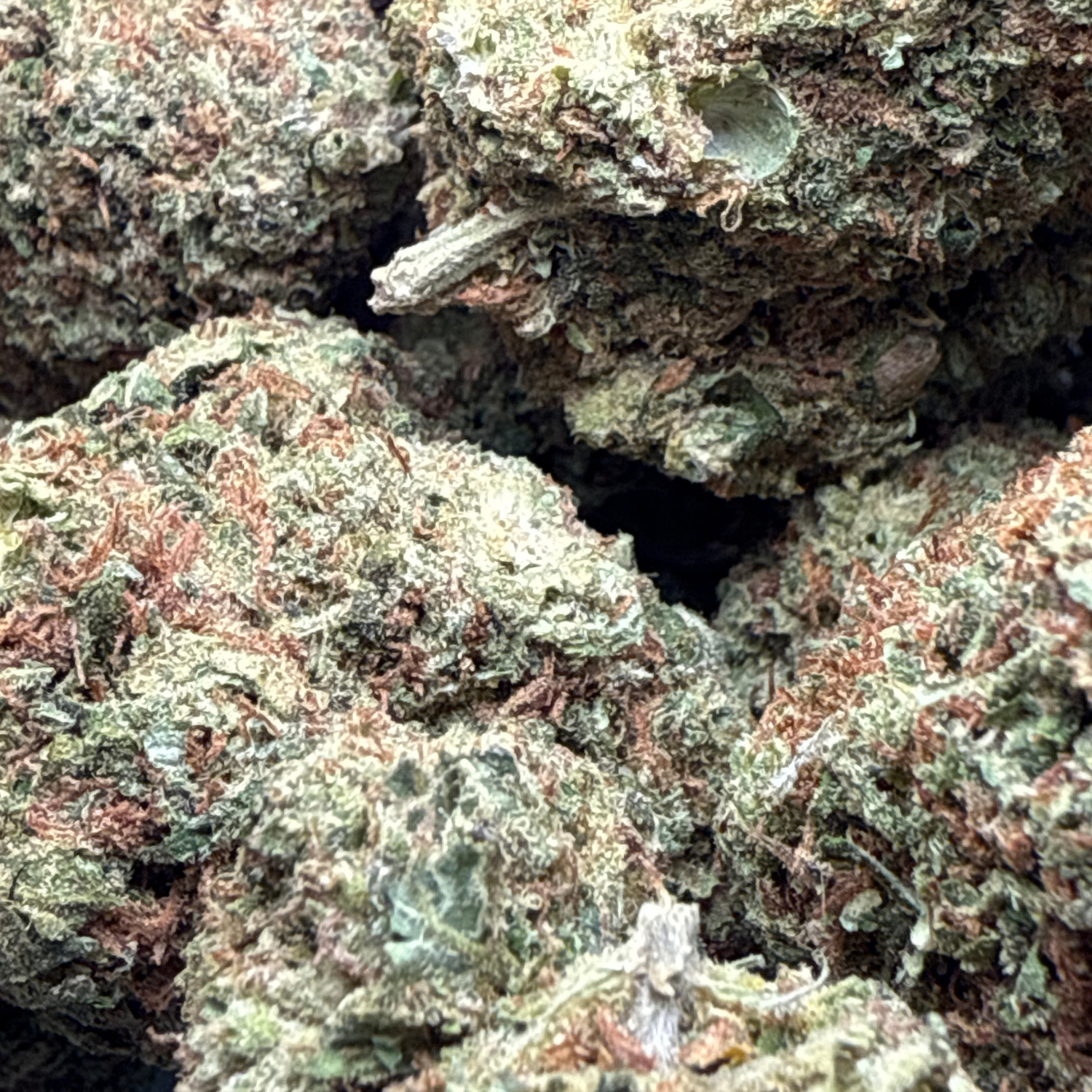 Super Skunk Greenhouse Exotic