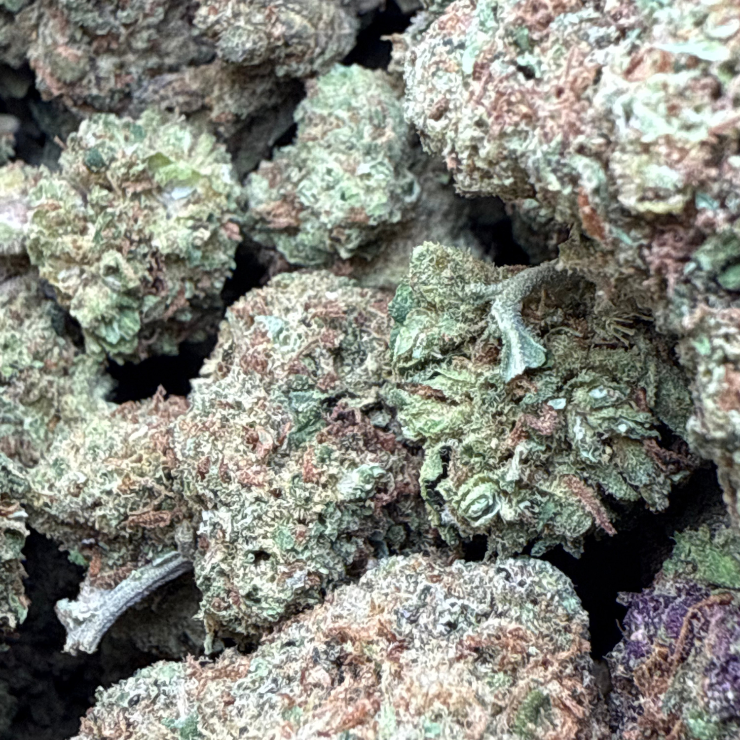 Super Skunk Greenhouse Exotic