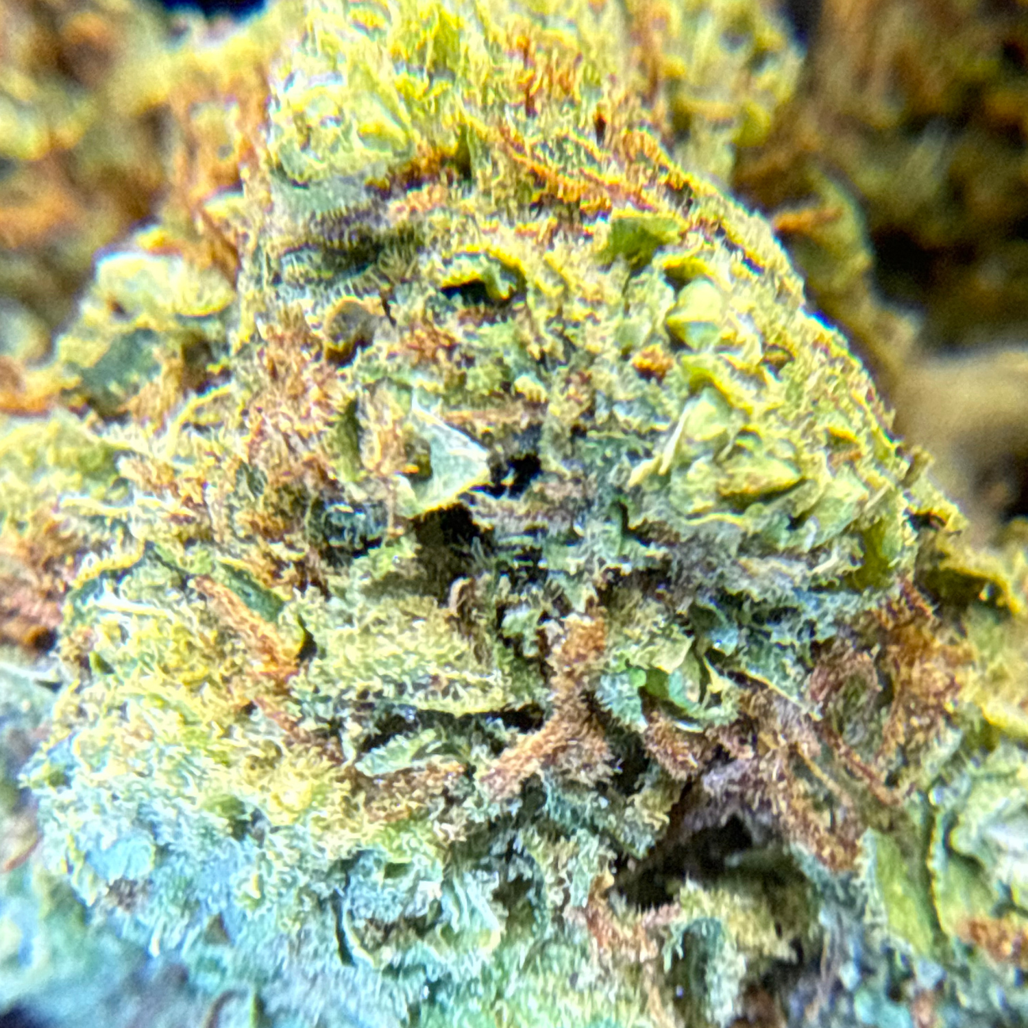 Super Skunk Greenhouse Exotic