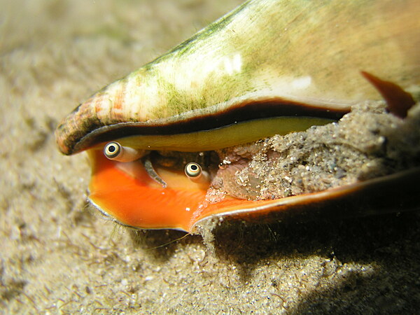 Strawberry Conch sand sifter