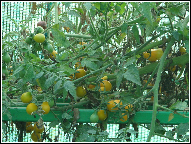 YELLOW CHEERY TOMOTTO
