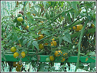 YELLOW CHEERY TOMOTTO