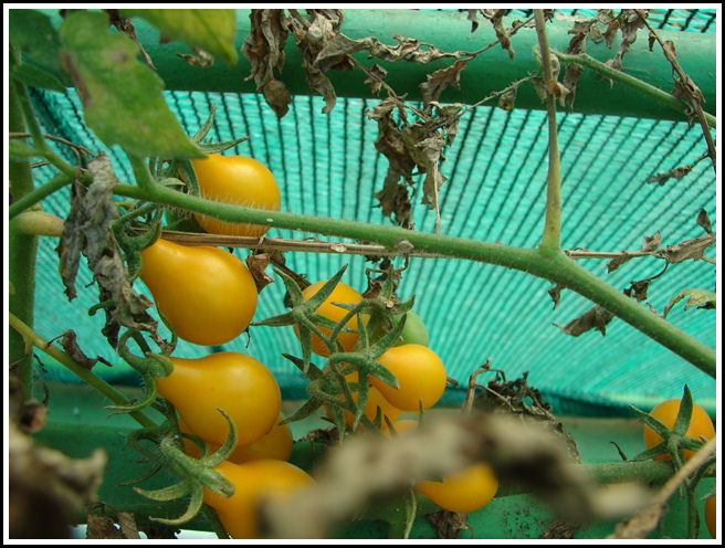 YELLOW CHEERY TOMOTTO