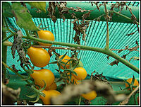 YELLOW CHEERY TOMOTTO