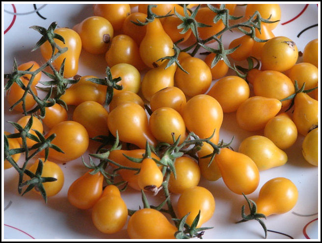 YELLOW CHEERY TOMOTTO