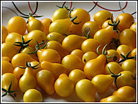 YELLOW CHEERY TOMOTTO