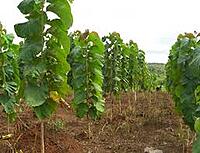 Thekku maram | Teak Tree (தேக்கு)