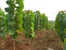 Thekku maram | Teak Tree (தேக்கு)