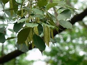 Thothakathi | Indian Rosewood Tree (தோதகத்தி )