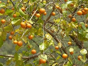 Strychnos nux-vomica (எட்டி மரம் )