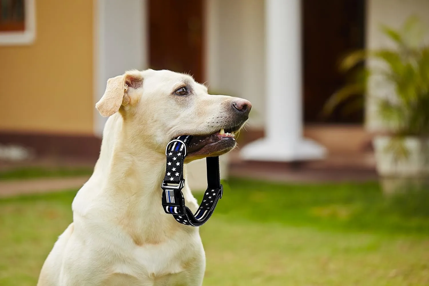 THIN BLUE LINE USA Stars & Stripes Dog Collar American Flag