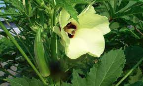 Sunai vedai | சுனை வெண்டை