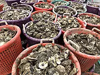 Toadfish Oyster Shucking Knife - Oyster Shucker Opener Tool - Professional Edition