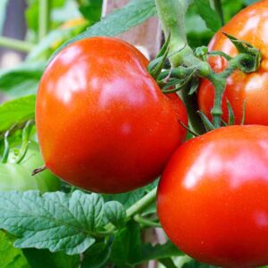 Kollimalai Tomato | கொல்லிமலை தக்காளி