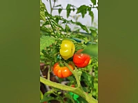 Flag Liberia Tomato | கொடி லைபீரியா தக்காளி