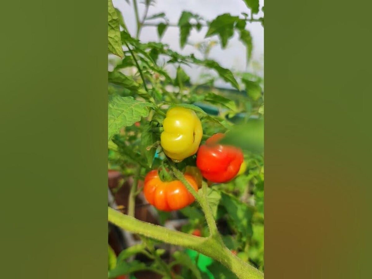 Flag Liberia Tomato | கொடி லைபீரியா தக்காளி
