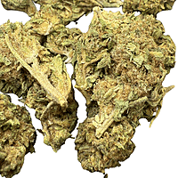Trainwreck Indoor Básica