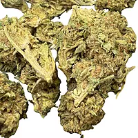 Trainwreck Indoor Básica