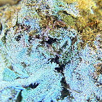 Trainwreck Indoor Básica