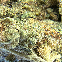 Trainwreck Indoor Básica