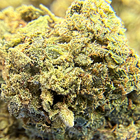 Trainwreck Indoor Básica