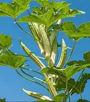 Multi Branch White Okra | பலகிளை வெள்ளை வெண்டை