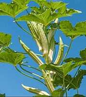 Multi Branch White Okra | பலகிளை வெள்ளை வெண்டை