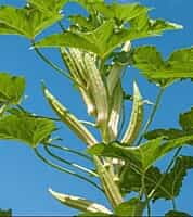 பலகிளை வெள்ளை வெண்டை |  Multi Branch Okra White