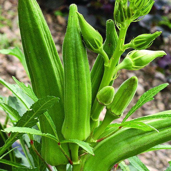 ஊசி பலகிளை வெண்டை | Multibranch Ladies finger