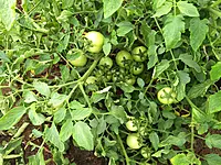 Tomato Victory F1